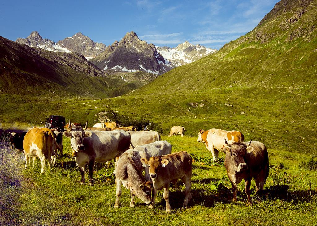Alpenpension Maderer غاسشرن المظهر الخارجي الصورة