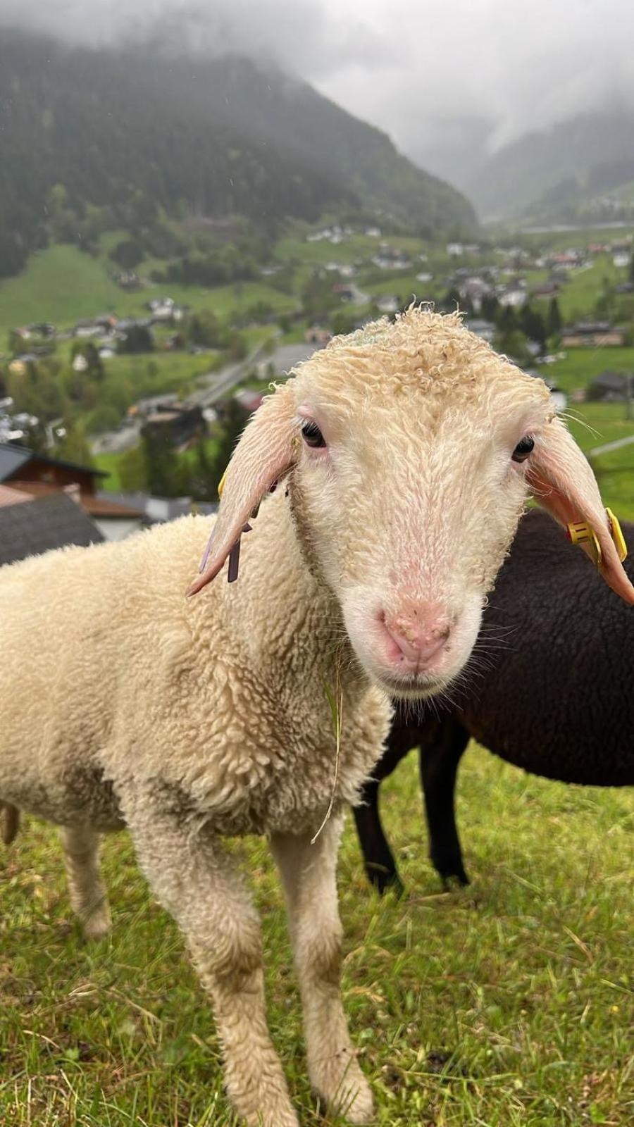 Alpenpension Maderer غاسشرن المظهر الخارجي الصورة